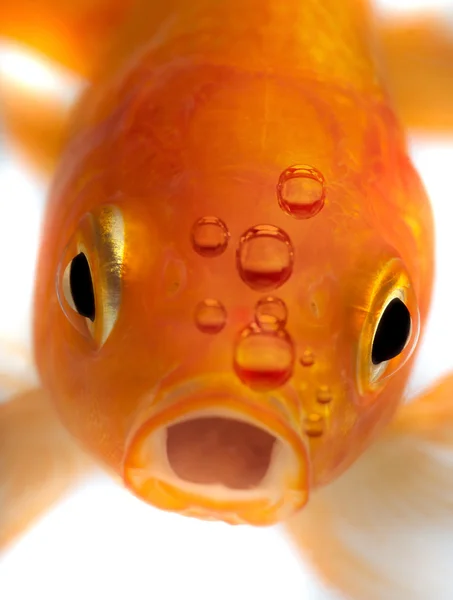 Pesce rosso — Foto Stock