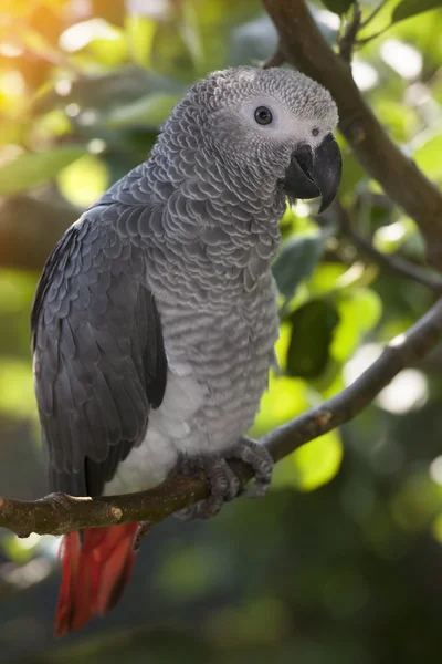 Amazona gris africana — Foto de Stock