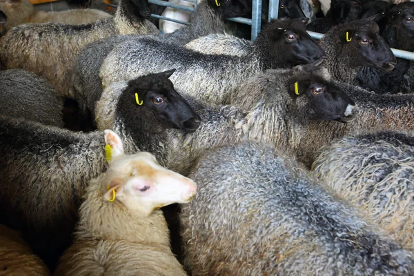 Ovejas dentro de cizallamiento cobertizo en granja — Foto de Stock