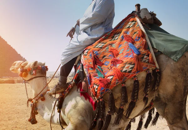 Giza, Mısır piramitleri, deve sürücüsü — Stok fotoğraf