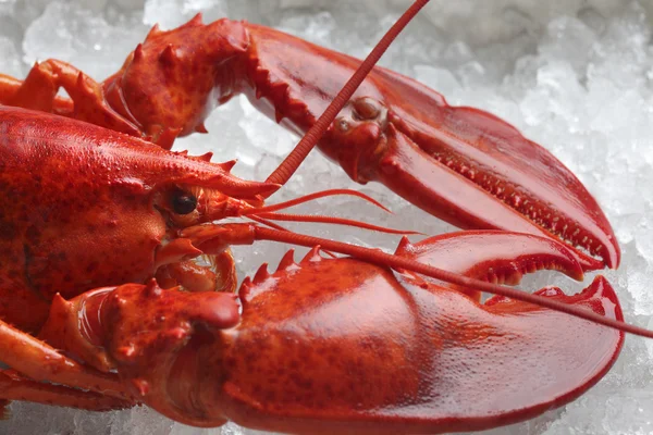 Langosta roja — Foto de Stock