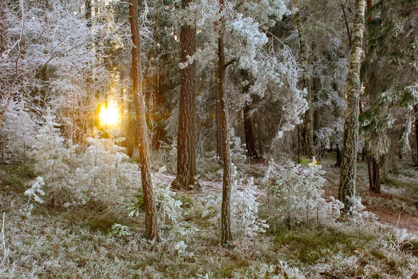 Winterboslandschap — Stockfoto