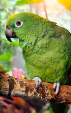 	Amazon Parrot clipart