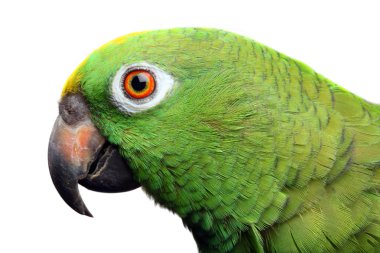 Amazon Parrot clipart