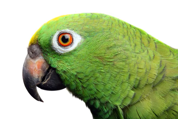 아마존 앵무새 — 스톡 사진