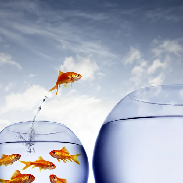 Goldfish jumping out of the water from a crowded bowl Royalty Free Stock Images