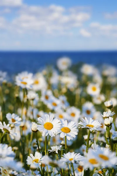 Daisies against the sky and sea — Stock Photo, Image