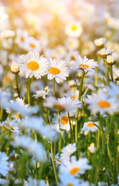 Wild daisies in morninglight — Stock Photo, Image