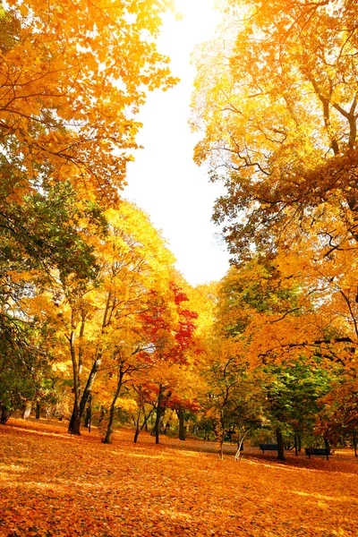 Orange och röda höstlöv i vackra höst park — Stockfoto