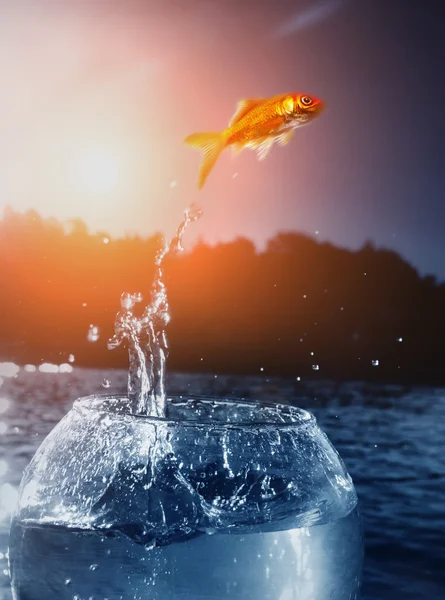 Goldfish jumping out of the water — Stock Photo, Image