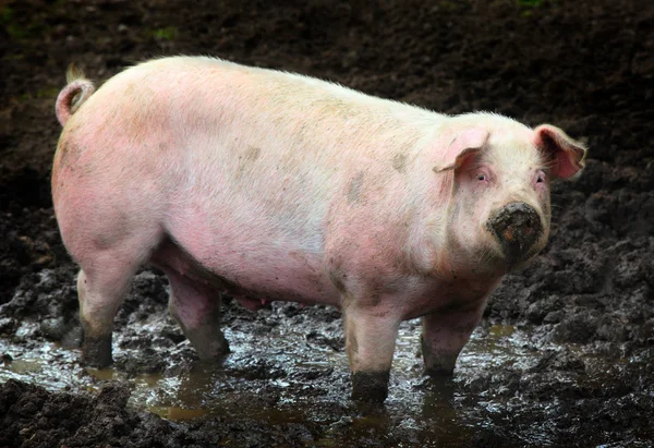 Side view of a big pig on a farm — Stock Photo, Image