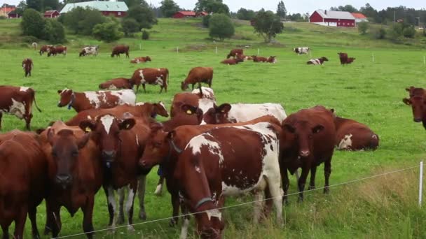 Kuhherde auf der grünen Wiese — Stockvideo