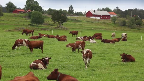 Vidéo de troupeau de vaches en Suède — Video