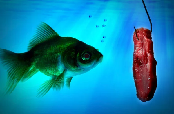 Poissons seuls dans l'eau — Photo