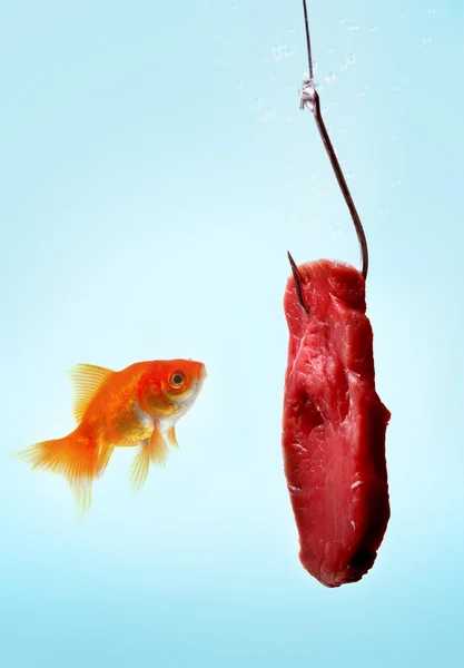 Un pesce rosso con carne — Foto Stock