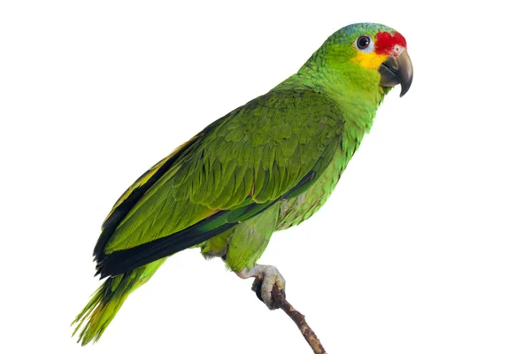 밝은 아마존 앵무새 — 스톡 사진