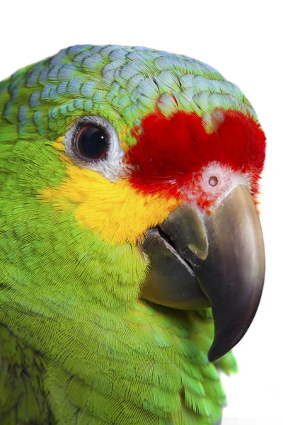 Heller Amazonas-Papagei — Stockfoto