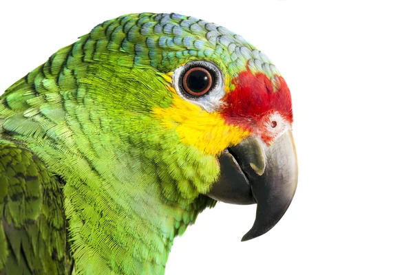 Amazona brillante — Foto de Stock