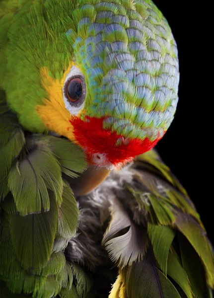 Ljusa Amazon papegoja — Stockfoto