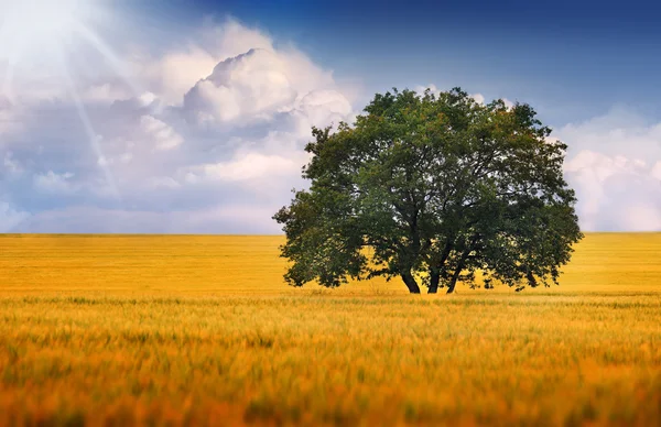 Un albero solitario su un campo — Foto Stock