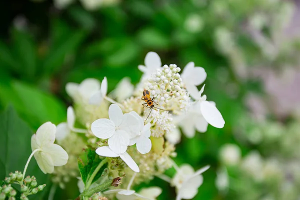 Pequeño Escarabajo Amarillo Alimentándose Racimo Flor Blanca —  Fotos de Stock
