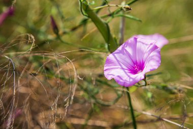 Bir tarlada büyüyen pembe çiçek