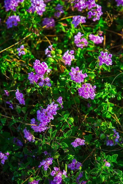 靠近一丛丛 开着紫色的小花 来自西班牙 — 图库照片