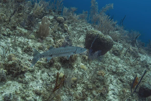 Sphyryaena barracuda — Stock Photo, Image