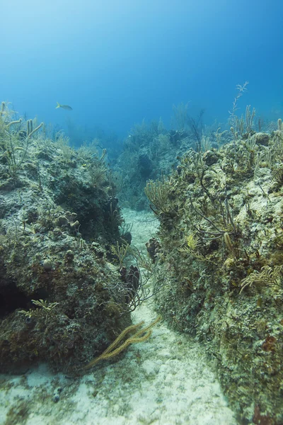 Tranchée sous-marine — Photo