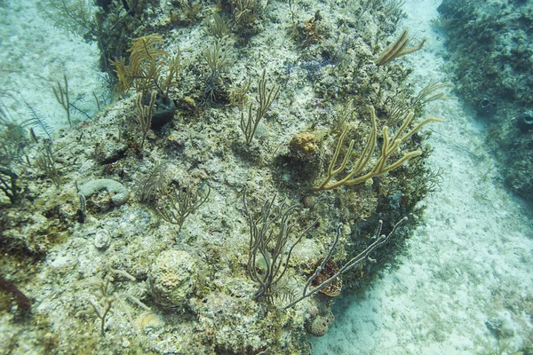 Ölü resif — Stok fotoğraf