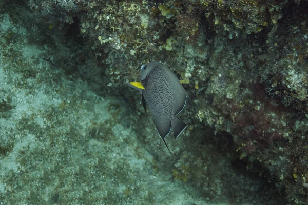 Чорна риба-янгол arcuatus — стокове фото