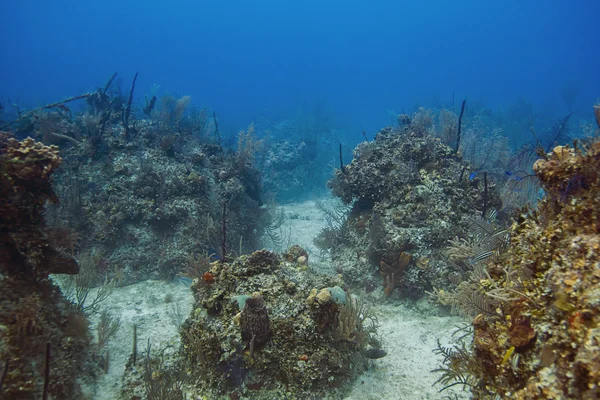 バハマのサンゴ礁 — ストック写真