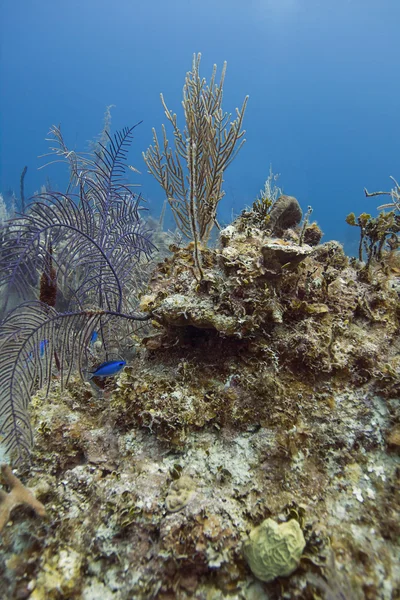 Pequeño cromo azul en un arrecife — Foto de Stock