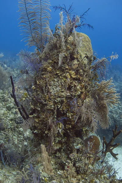 Coral column — Stock Photo, Image