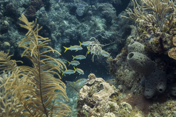 Ecole cachée de poissons chèvres jaunes — Photo