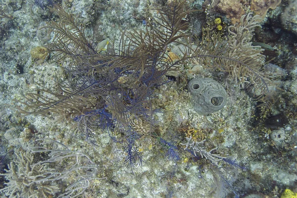 Мягкие кораллы и губки — стоковое фото