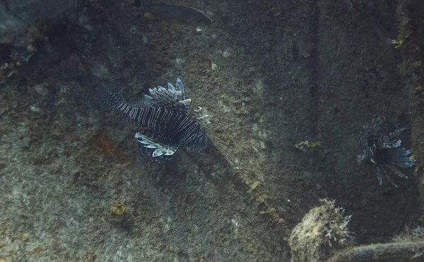 Rogata Pterois — Zdjęcie stockowe