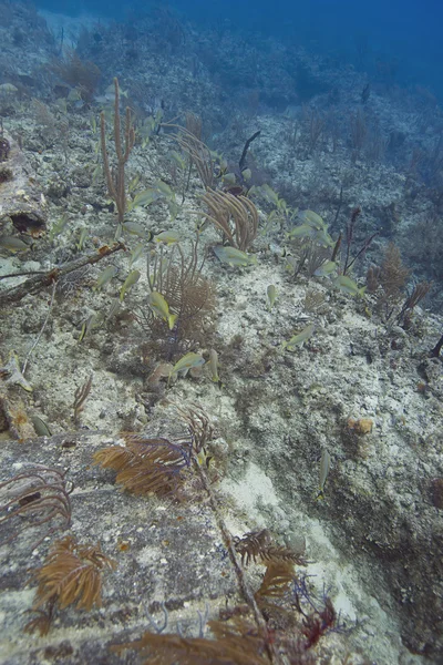 Corail jaune — Photo