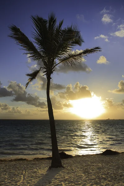 Palmeira e sol — Fotografia de Stock
