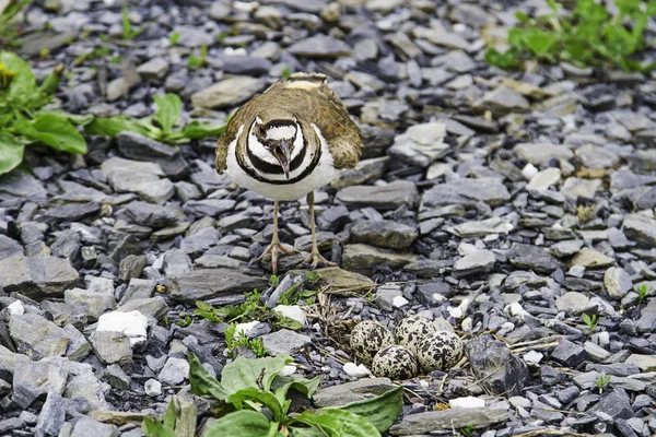 Ninho de proteção Charadrius vociferus — Fotografia de Stock