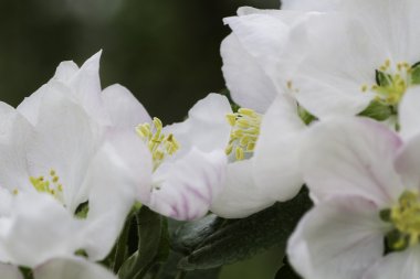 bir elma ağacı çiçek