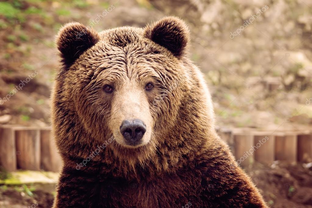 Front view of brown bear Stock Photo by ©oorka5 101701828