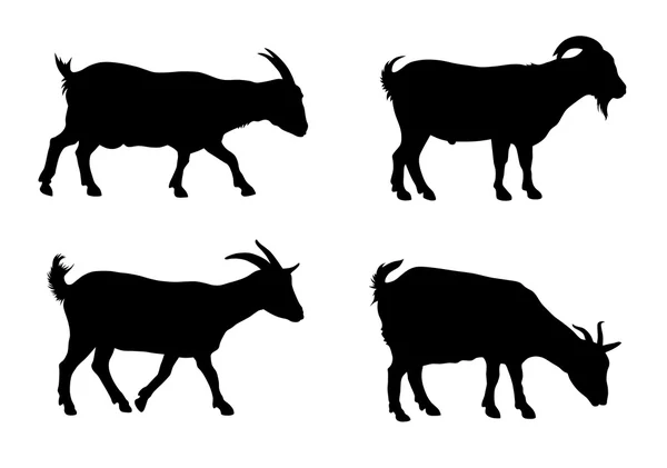 Ilustración vectorial de cabras — Vector de stock