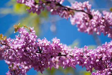 Toluen 'in moleküler yapısının 3d görüntüsü beyaz arkaplan üzerinde izole edildi