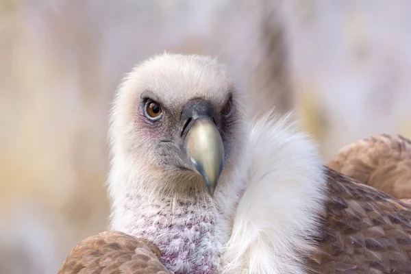 Kızıl akbaba — Stok fotoğraf