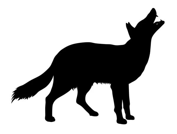 Coyote — Stockový vektor