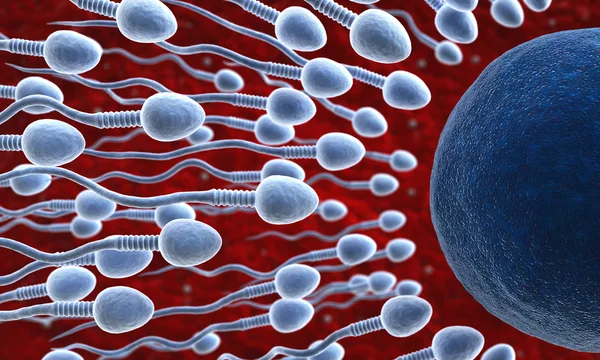 Spermatozoi e ovuli — Foto Stock