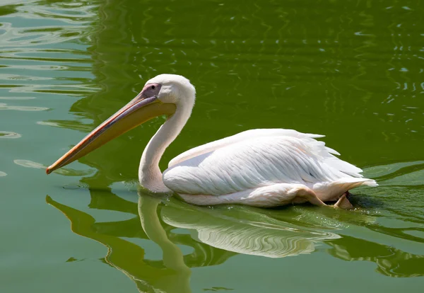 Pelikán, plavání ve vodě — Stock fotografie