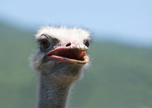 Devekuşu kafasını closeup — Stok fotoğraf