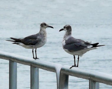Florida martılar yakın çekim